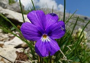 61 Bella Viola dubyana (Viola di Duby) 